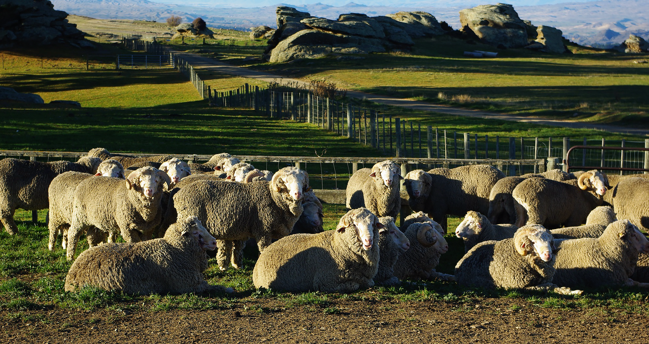 ウールの歴史｜「NIKKEの生地作りの歴史」とメリノウール – NIKKE 1896