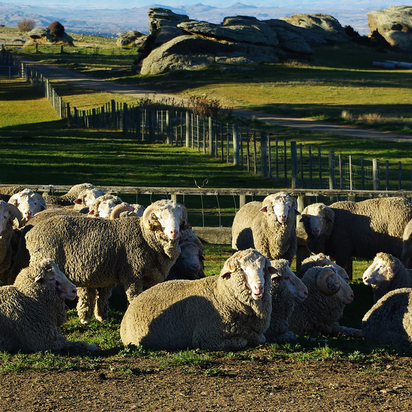 ウールの歴史｜「NIKKEの生地作りの歴史」とメリノウール – NIKKE 1896